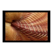Clam Shell, Poster by cARTerART posters