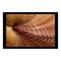 Clam Shell, Poster by cARTerART posters by cARTerART Clam Shell, Poster by cARTerART posters