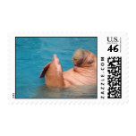Clapping Walrus Postage Stamp