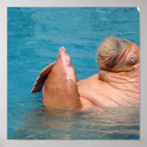 Clapping Walrus  Poster