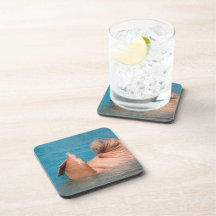 Clapping Walrus Set of Six Coasters