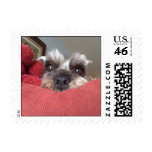 Clarabelle Peek-A-Boo Postage Stamps