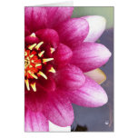 Claret Colored Water Lily Greeting Card
