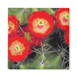 Claret cup cactus refrigerator magnets