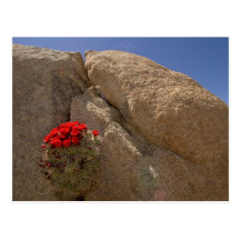 Claret cup or Mojave mound cactus in bloom Post Cards