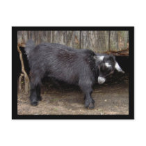 Claret the Pygmy goat post cards postcards