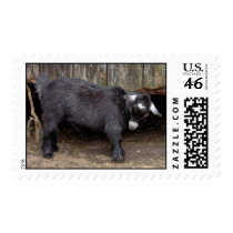 Claret the Pygmy goat postage stamps by quacked Claret the Pygmy goat postage stamps