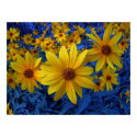 Clarity in Yellow posters by patrickrp Clarity in Yellow posters
