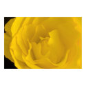 Clarity Peace Serenity Watercolor Poster print