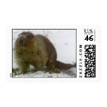 Classic Beaver Postage Stamp