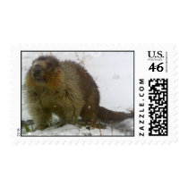 Classic Beaver Postage Stamp
