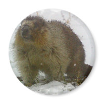Classic Beavers Magnet