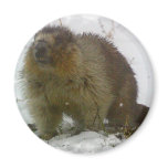 Classic Beavers Magnet
