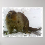 Classic Beavers Poster Print
