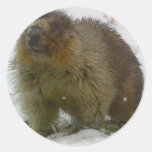 Classic Beavers Stickers