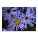 Classic Flowers