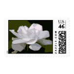 Classic Gardenia Postage
