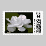 Classic Gardenia stamps