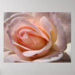 Classic Pink Rose Poster