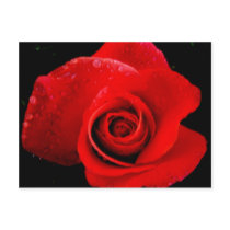 Classic Red Rose Postcards