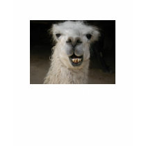Classic Twitter Llama Tee