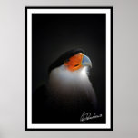 Claude Desrochers mexican eagle posters