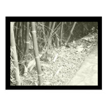 Claunch 72 Monochrome Collection - Bamboo postcards