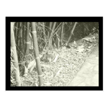 Claunch 72 Monochrome Collection - Bamboo Postcard