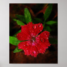 Clavel rojo con las gotas de agua impresiones