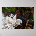 Clavulina Cristata in Repose Print