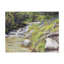 Clean Cold Stream In High Tatras In Slovakia postcards