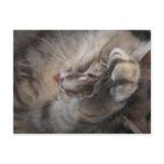 fun, cleaning, kitten, cute, silly, licking,