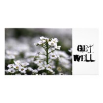 clear crystal white alyssum, GetWell! photo cards