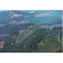 Clear Cuts, Old Growth (Aerial) photo sculptures