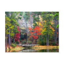 Clear Springs - Homochitto National Forest Postcard