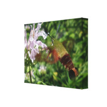 Clear Wing Hummingbird Moth Gallery Wrap Canvas