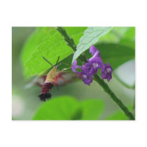 Clearwing Moth Postcard