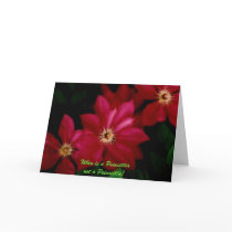 Clematis_1, When is a Poinsettia not a Poinsettia? cards