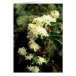 Clematis 2 greeting card