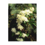 Clematis 2 post card