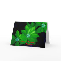 Clematis_2, When is a Poinsettianot a Poinsettia? cards