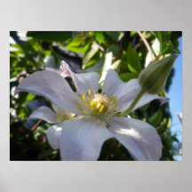 clematis blanco ii impresiones
