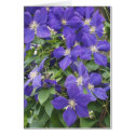 CLEMATIS, BLUE cards by minx267 CLEMATIS, BLUE cards