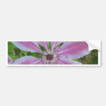 Clematis Bumper Stickers