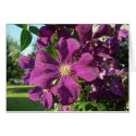 Clematis cards