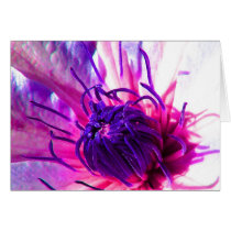 clematis cards by peterspooner clematis cards