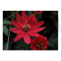 Clematis cards