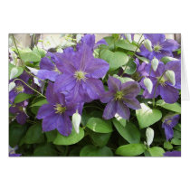 Clematis cards