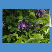 Clematis cards