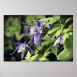 Clematis Cascade Poster